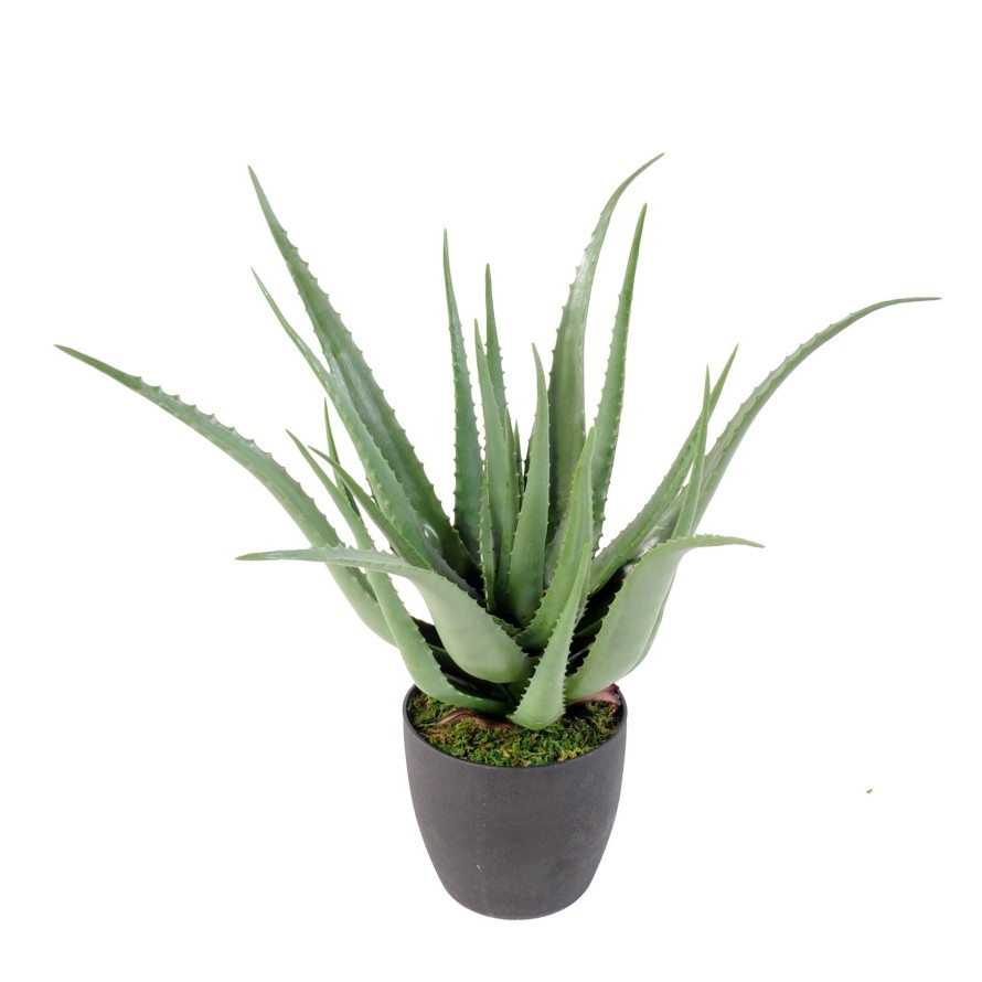 ALOE