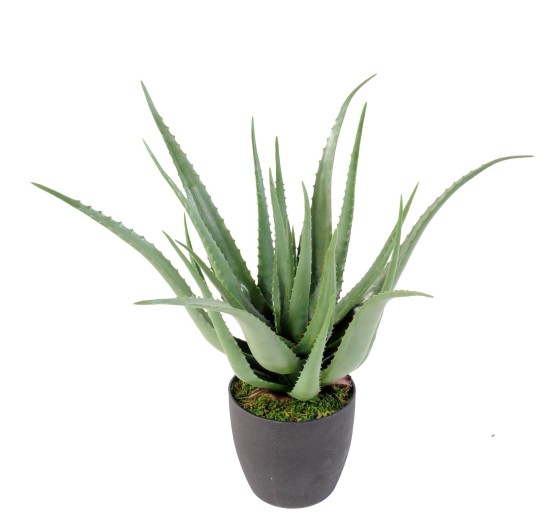 ALOE