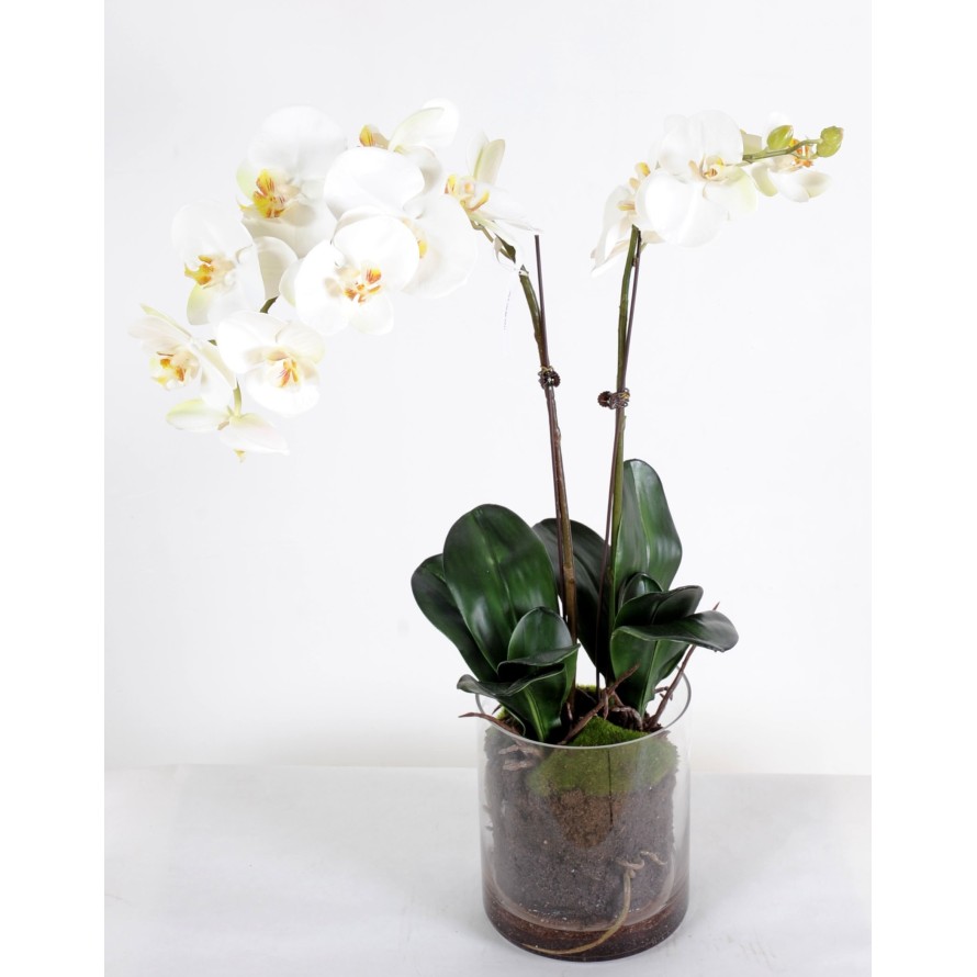 PHALAENOPSIS ROUND VASE