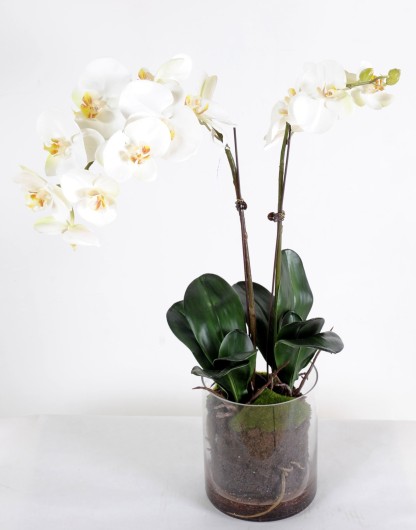 PHALAENOPSIS ROUND VASE