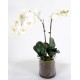 PHALAENOPSIS ROUND VASE