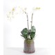 PHALAENOPSIS VASE ROND