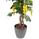 GLYCINE MULTI TREE EN BOLL