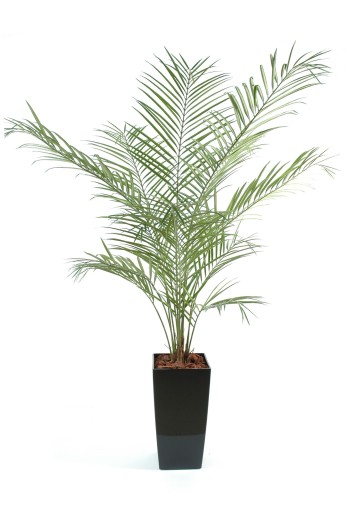 KENTIA NEW PALM EN KUBIS