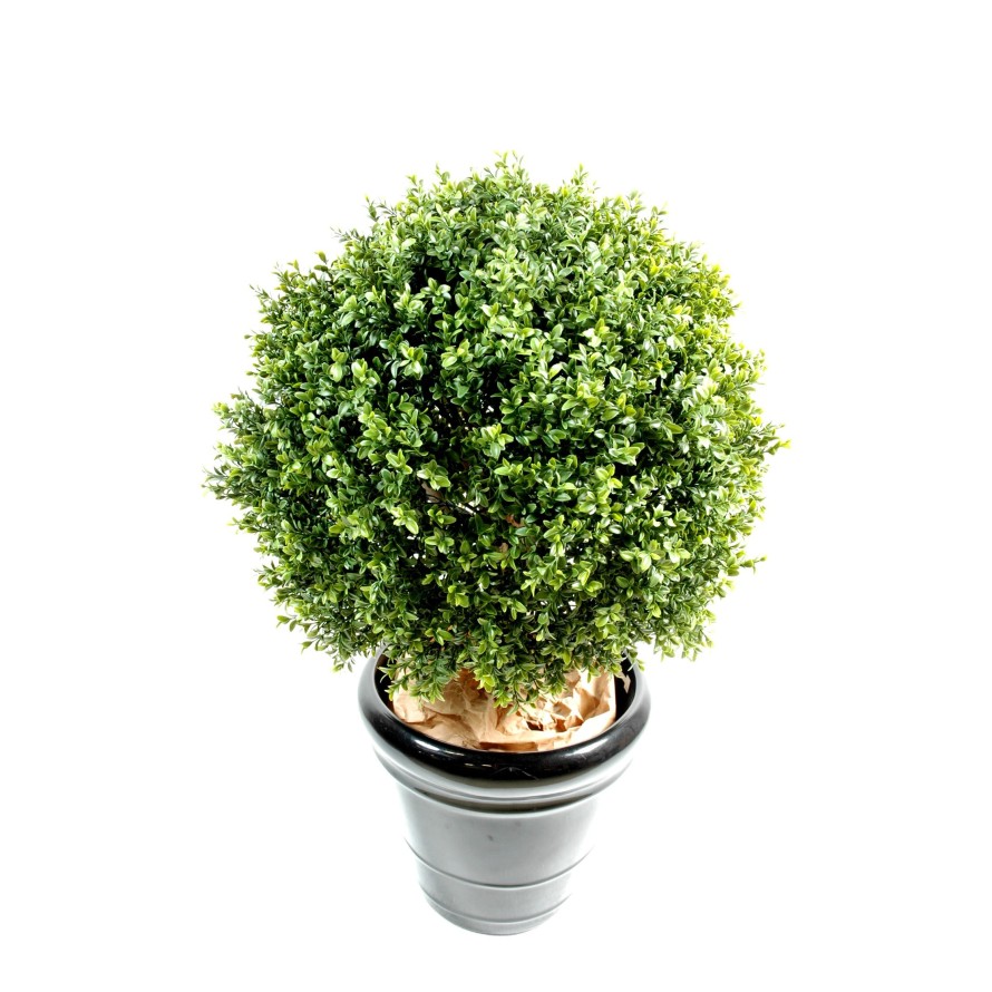 BOXWOOD BALL NEW