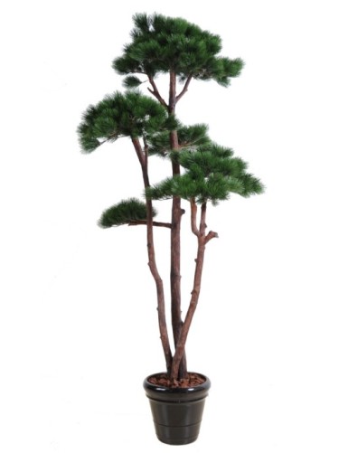 PINE MULTIPLE 250