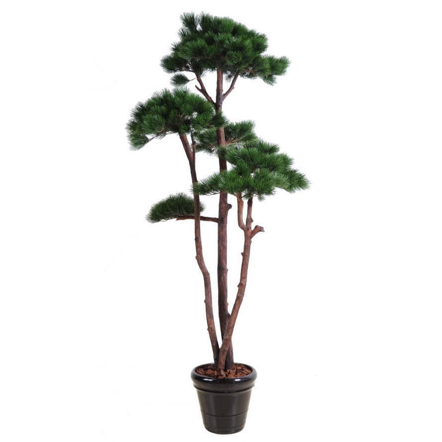 MULTIPLE PINE 250