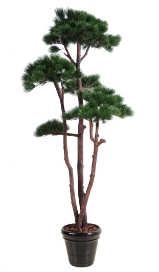 MULTIPLE PINE 250