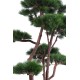 MULTIPLE PINE 250