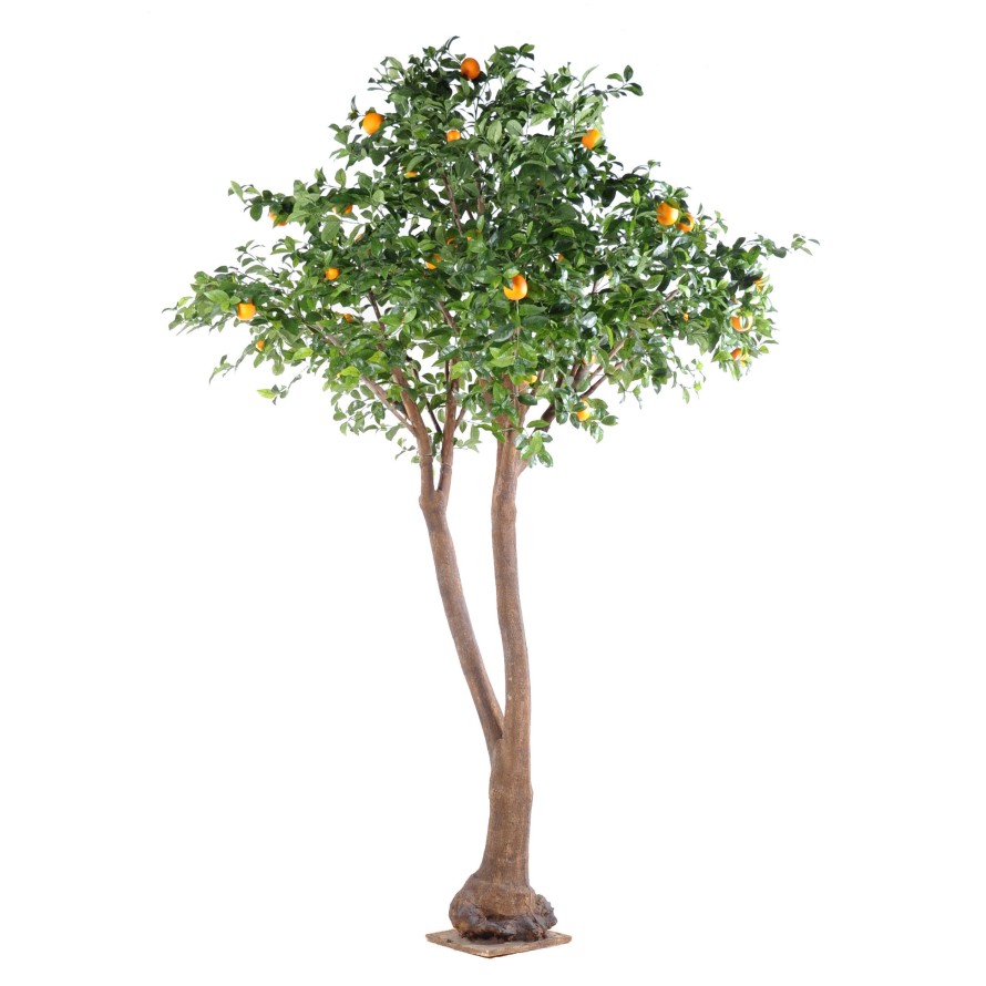 ORANGER ARBRE DOUBLE