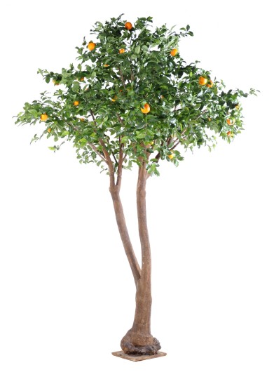 DOUBLE ORANGE TREE