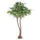 ORANGER ARBRE DOUBLE