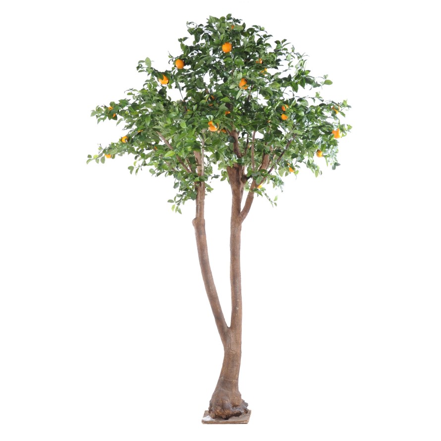 ORANGER ARBRE DOUBLE