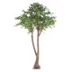 ORANGER ARBRE DOUBLE