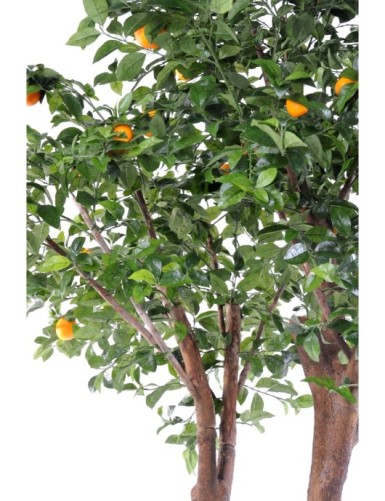 DOUBLE ORANGE TREE