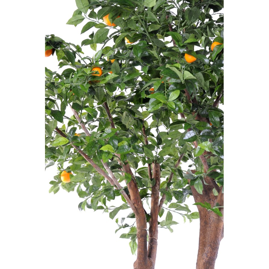 ORANGER ARBRE DOUBLE