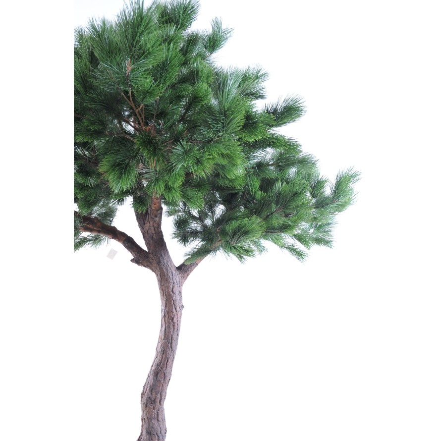 PINE HEAD