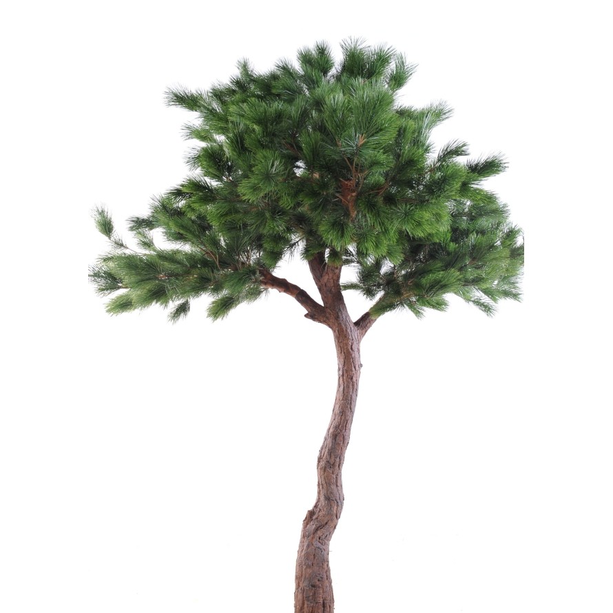 PINE HEAD