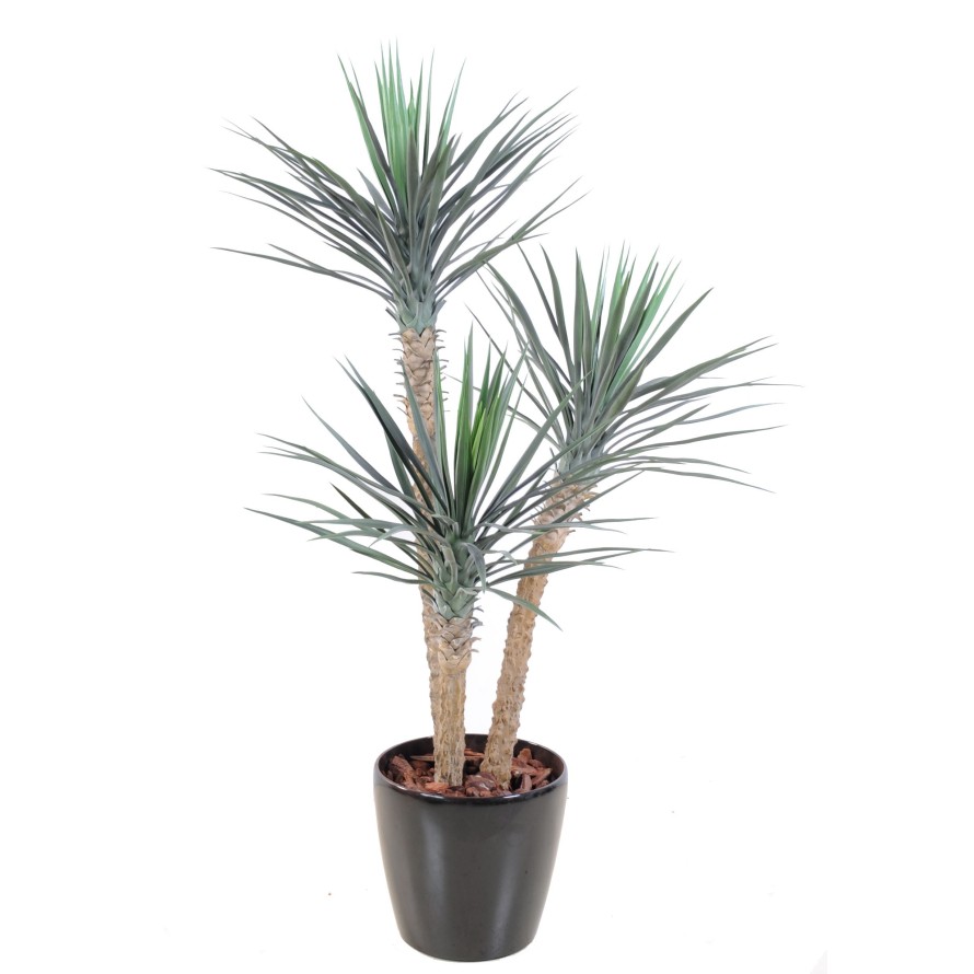 YUCCA ROSTRATA