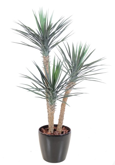 YUCCA ROSTRATA