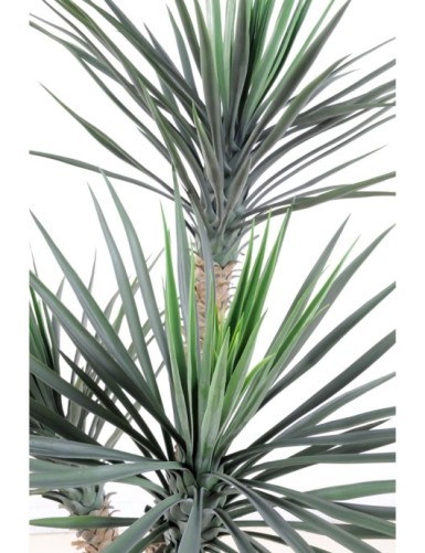 YUCCA ROSTRATA