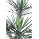 YUCCA ROSTRATA