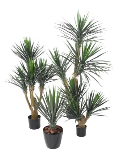 YUCCA ROSTRATA