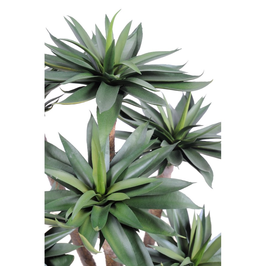 AGAVE*9 105 CM