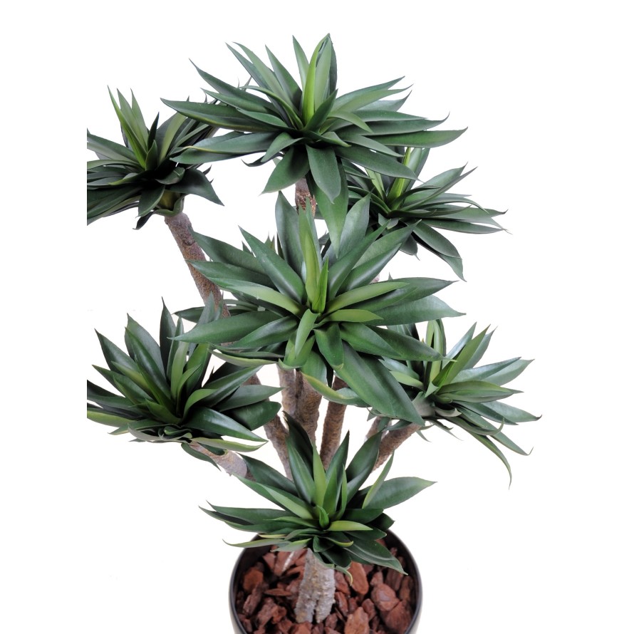 AGAVE*9 105 CM