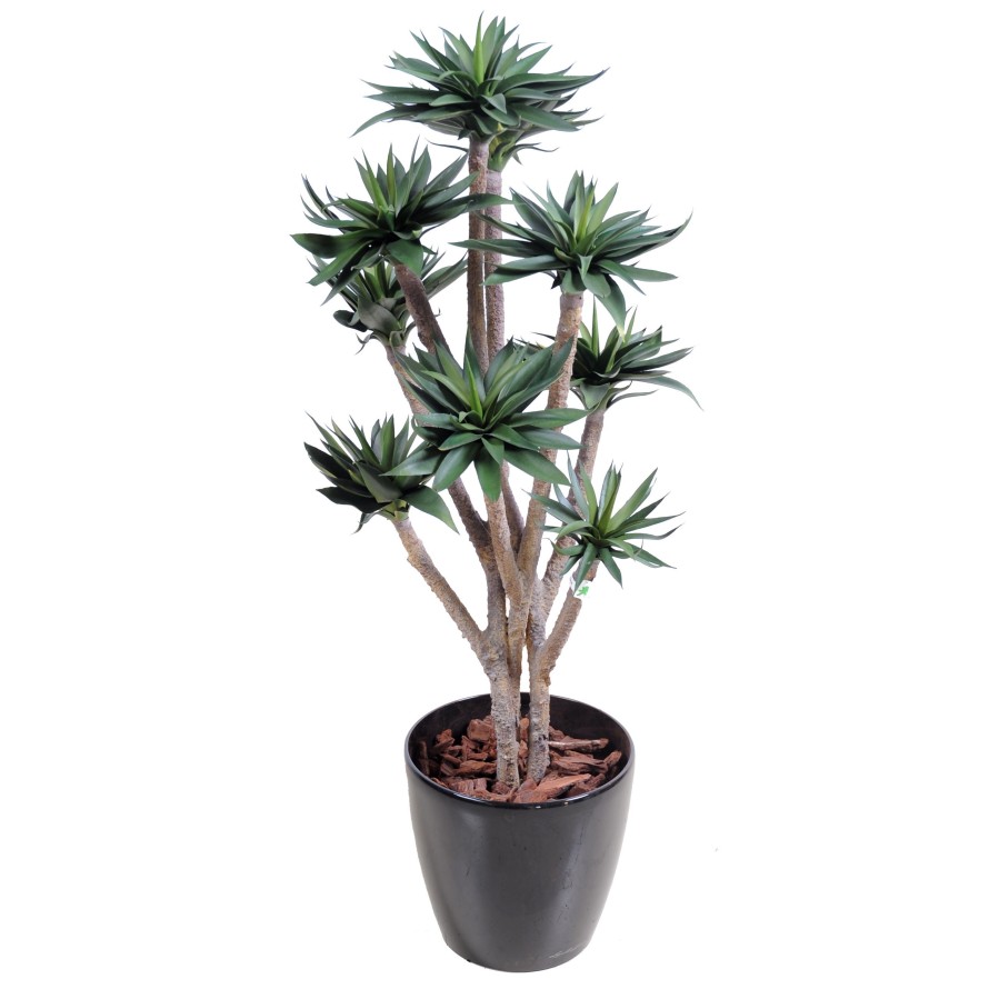 AGAVE*9 105 CM