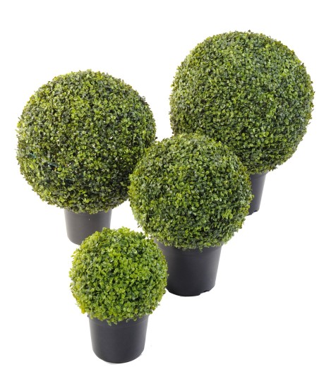 BOXWOOD BALL IN POT