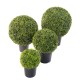 BOXWOOD BALL IN POT