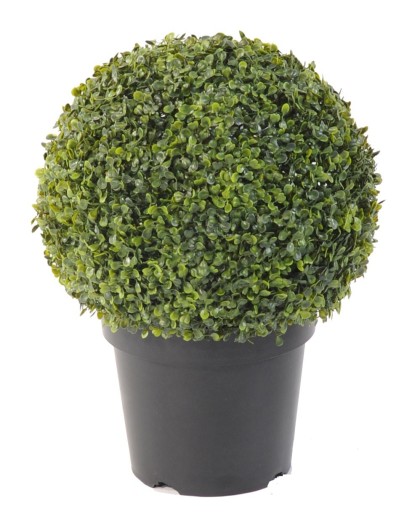 BOXWOOD BALL IN POT