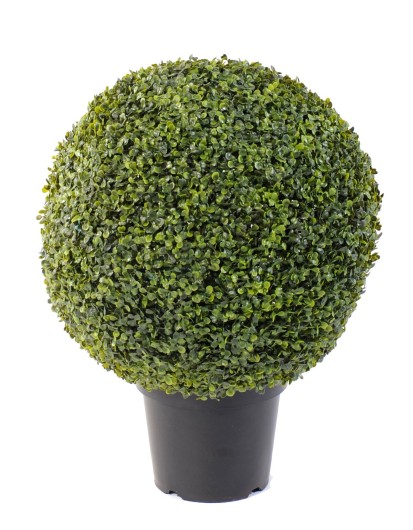 BOXWOOD BALL IN POT