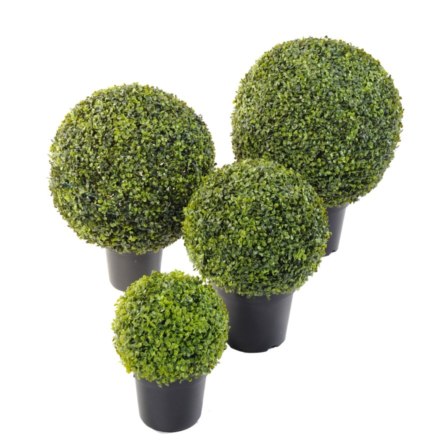 BOXWOOD BALL IN POT