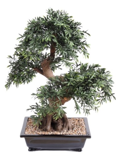 BONSAI BLACK WILLOW IN CUP...