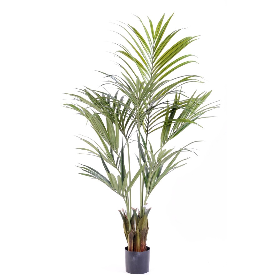 KENTIA PALM