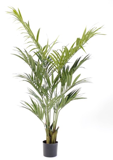 KENTIA PALM