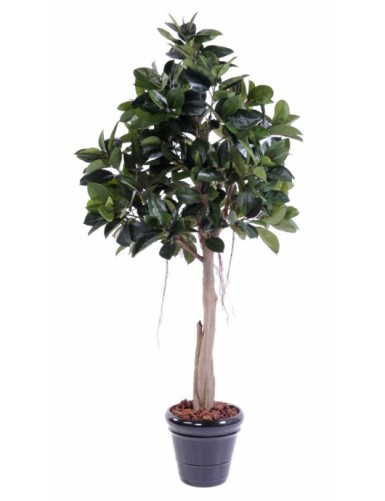 RUBBER PLANT TREE S 220...