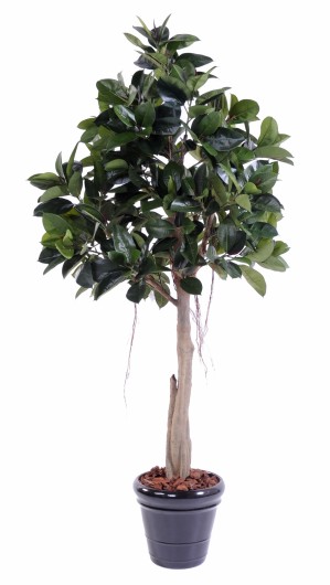 RUBBER PLANT TREE S  220 (ficus elastica)