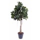 RUBBER PLANT TREE S  220 (ficus elastica)