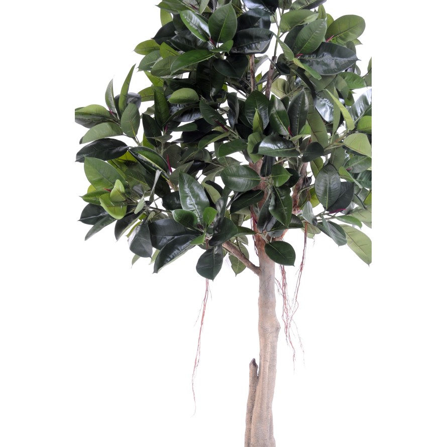 RUBBER PLANT TREE S  220 (ficus elastica)