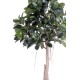 RUBBER PLANT TREE S  220 (ficus elastica)