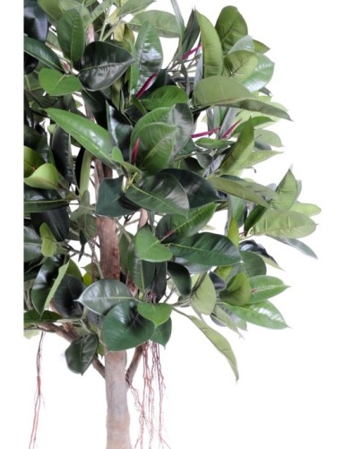 RUBBER PLANT TREE S 220 (ficus elastica)