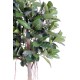 RUBBER PLANT TREE S  220 (ficus elastica)