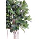 RUBBER PLANT TREE S 220 (ficus elastica)