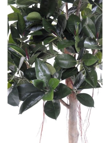 RUBBER PLANT TREE S  220 (ficus elastica)