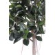 RUBBER PLANT TREE S  220 (ficus elastica)