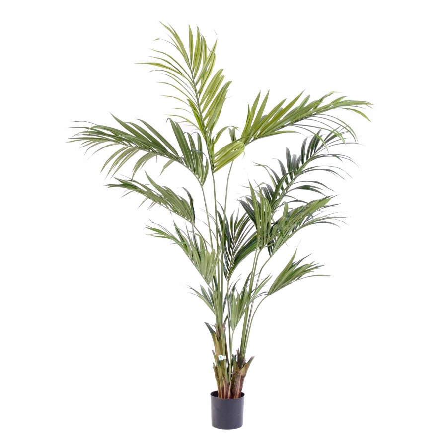 KENTIA PALM