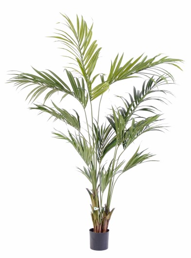 KENTIA PALM